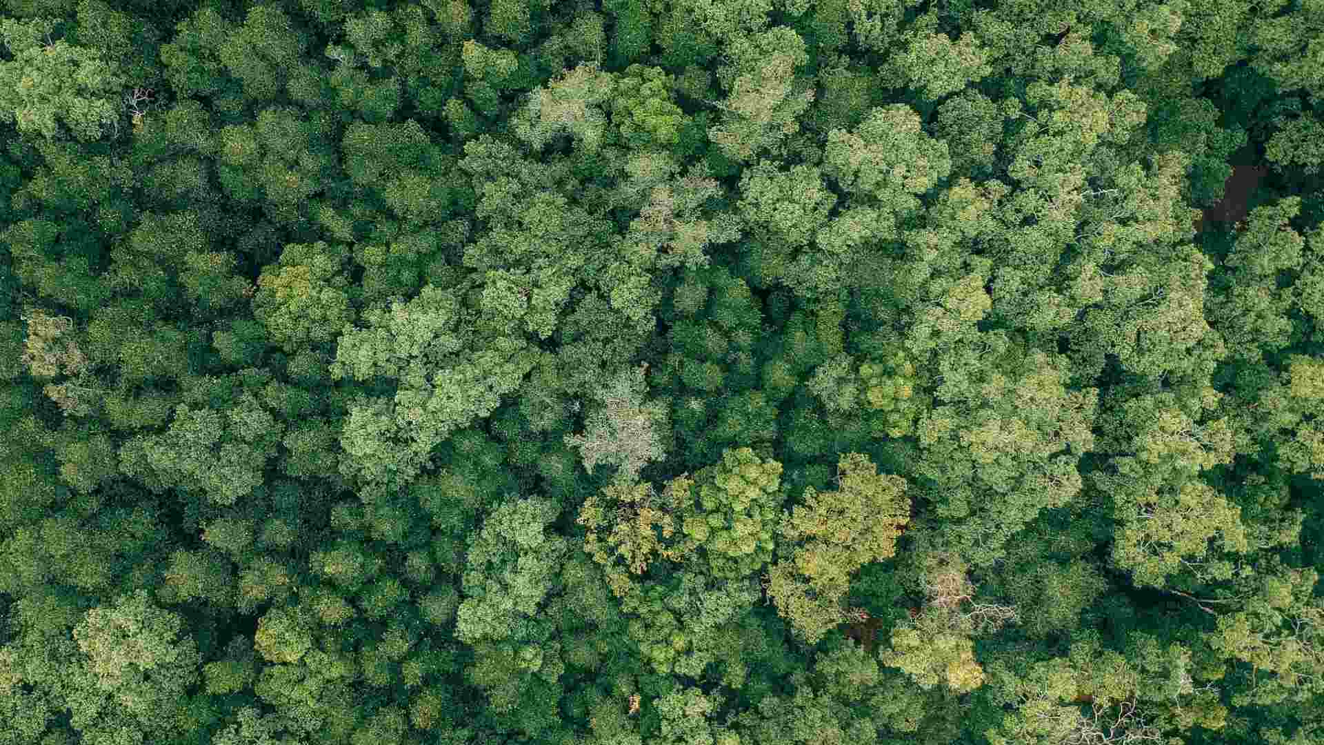 Forest Aerial Shot of Green Trees