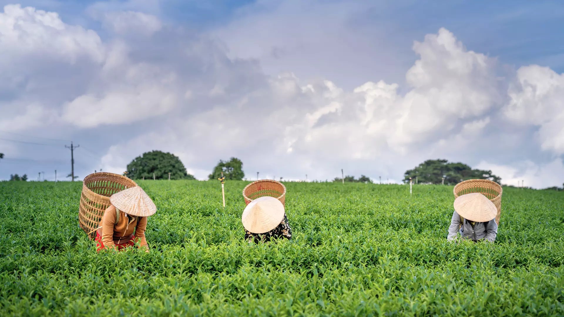 Green Tea Farmers Harvesting Leaves Landscape